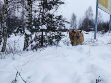 Субсидии для приютов увеличат в несколько раз