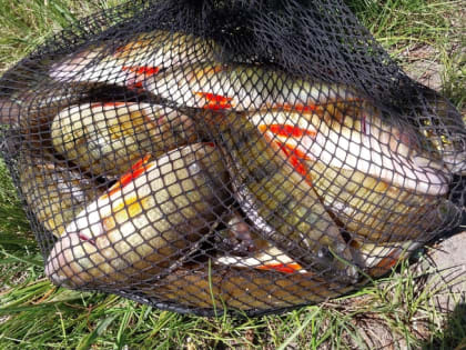 Промысловики Ленобласти выловили 12 тысяч тонн рыбы с начала года