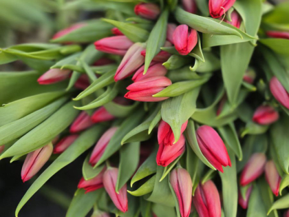 Ленинградские цветы — к 8 марта