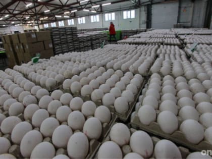 Почти на 60% увеличился экспорт рыбы, морепродуктов, масложировой продукции в 2023 году в Ленобласти