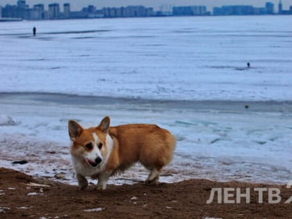 Небольшой снег, туман и изморозь пообещали жителям Ленобласти 13 января