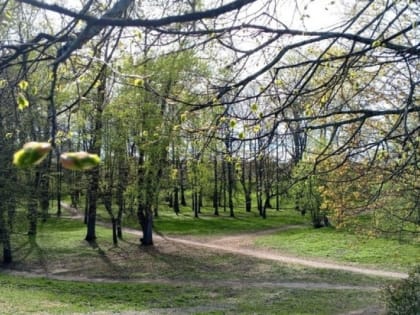 Акция «Всероссийский день посадки леса» стартует в Ленобласти 18 мая