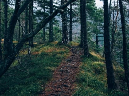 В Ленобласти на лесовосстановление направят более 2,5 миллиона рублей