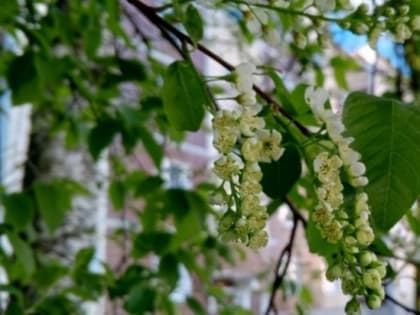В Петербурге весна в разгаре, а выходные будут почти летними