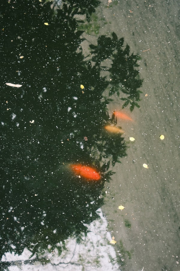 NYC (Original) — 81