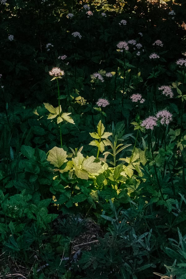 Olympic National Park