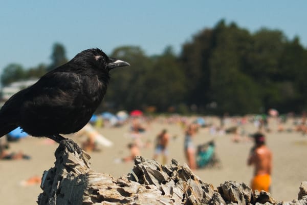 Vancouver — Vancouver 10