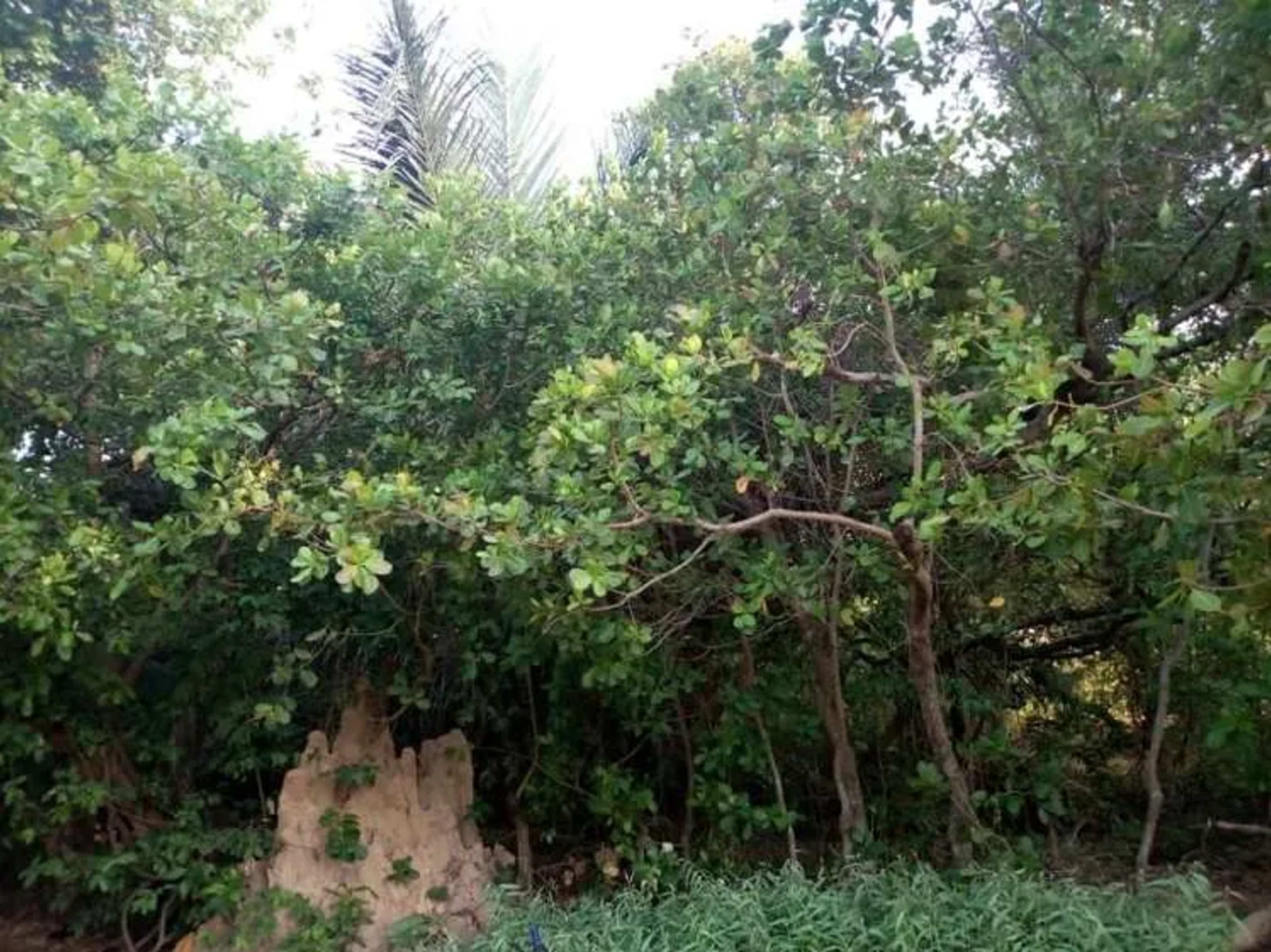 Forêt Classée du Kou
