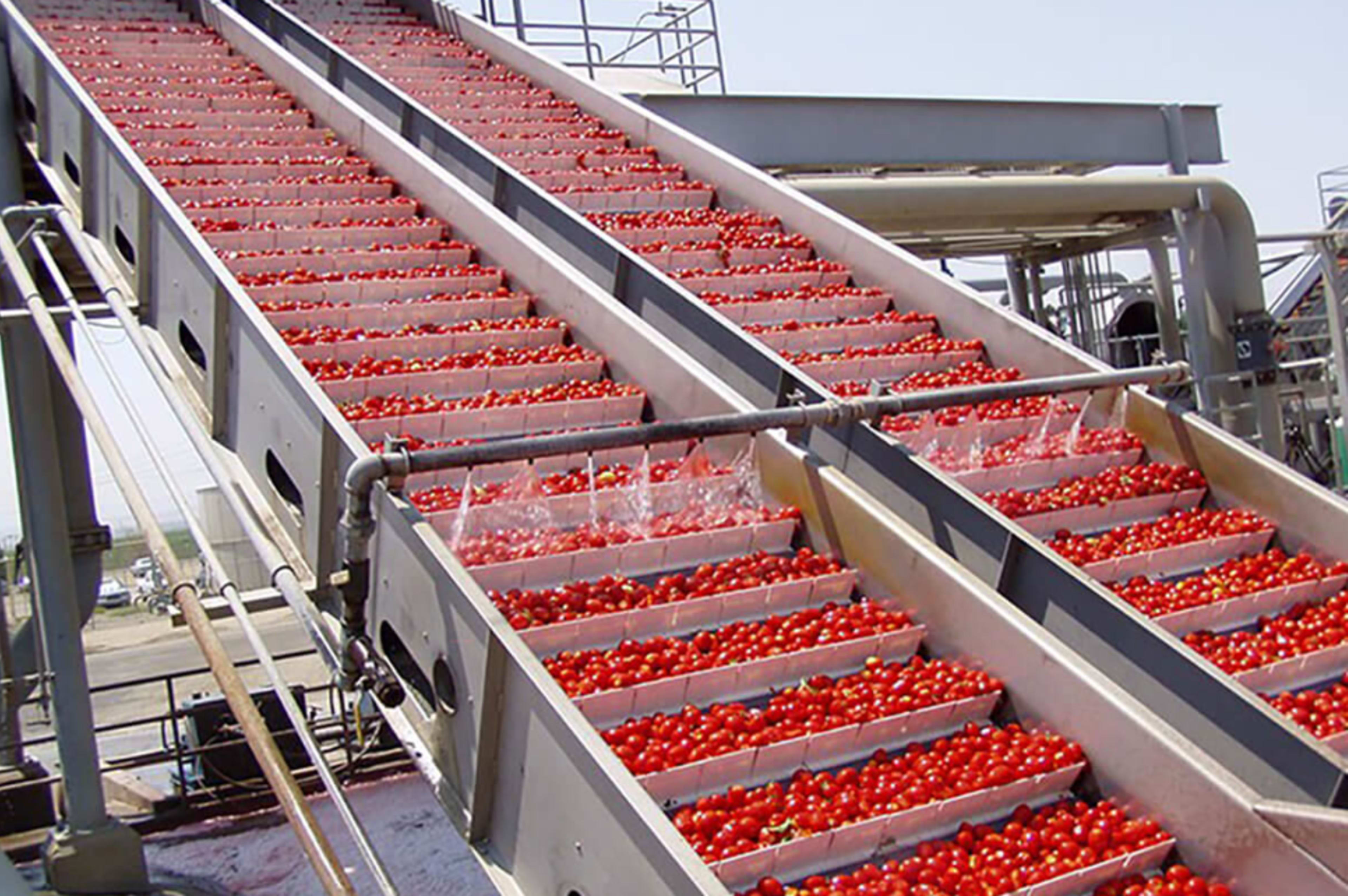 usine de fabrication de tomates
