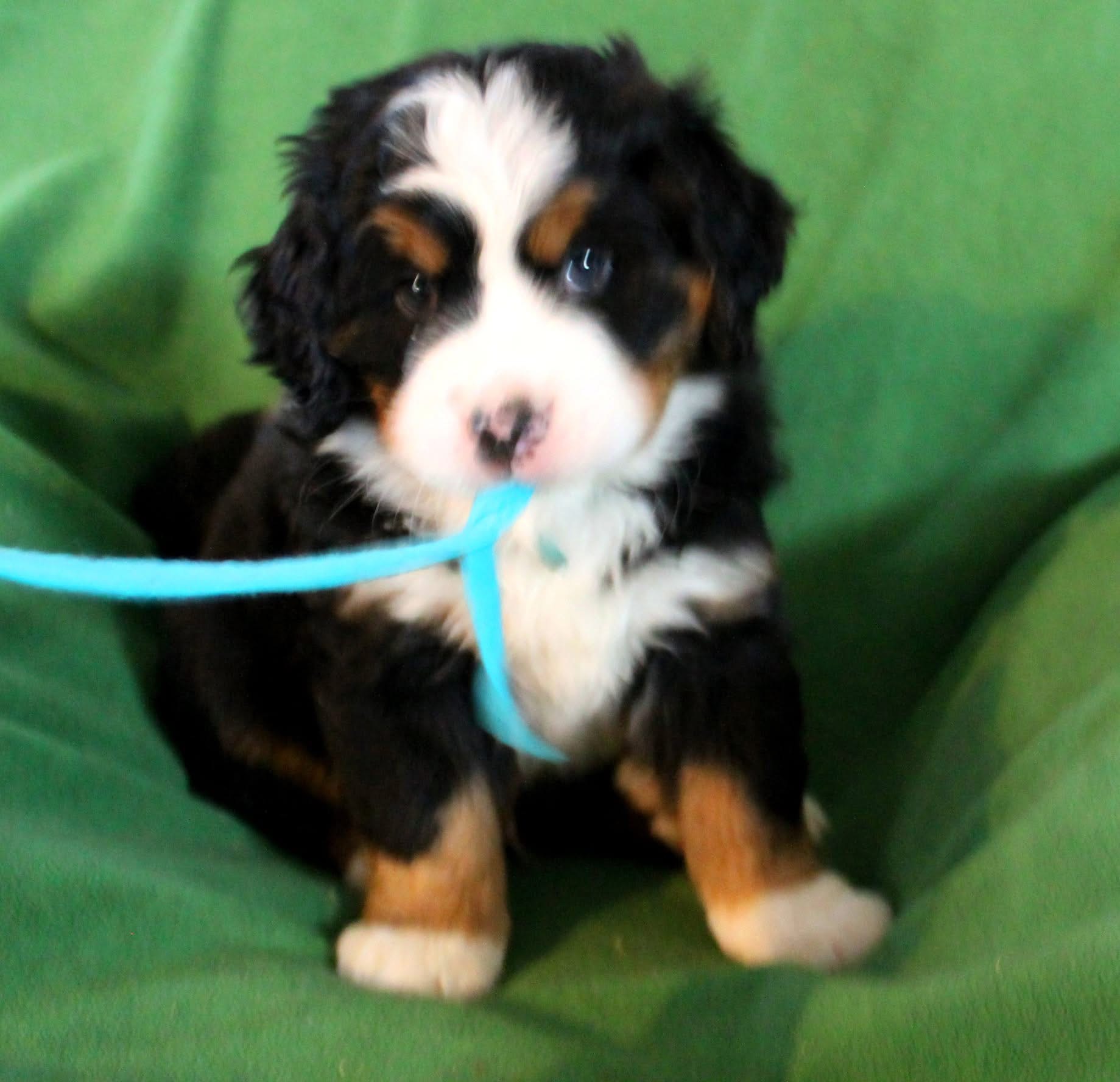 Maxi photo 2