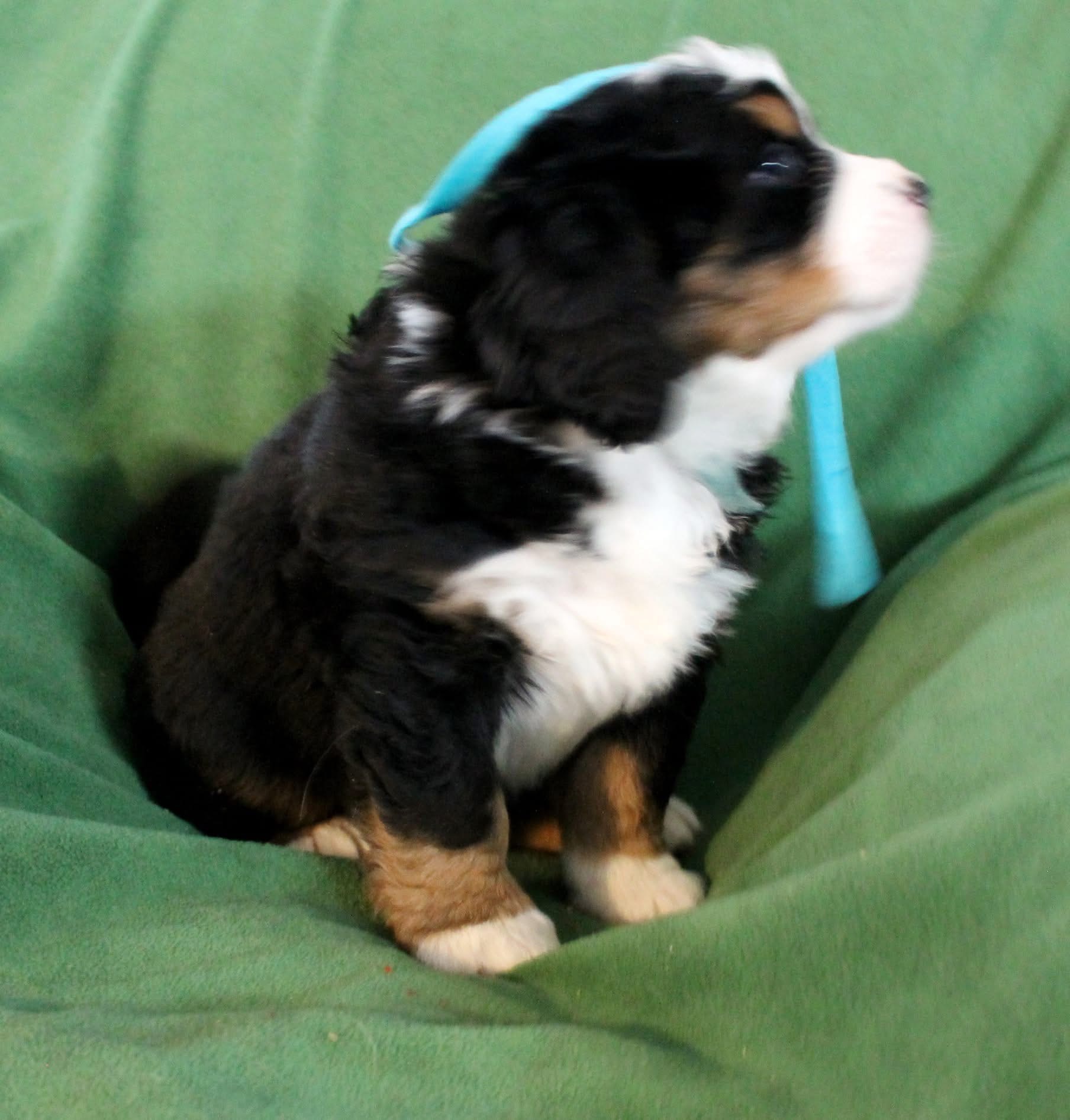 Maxi photo 3