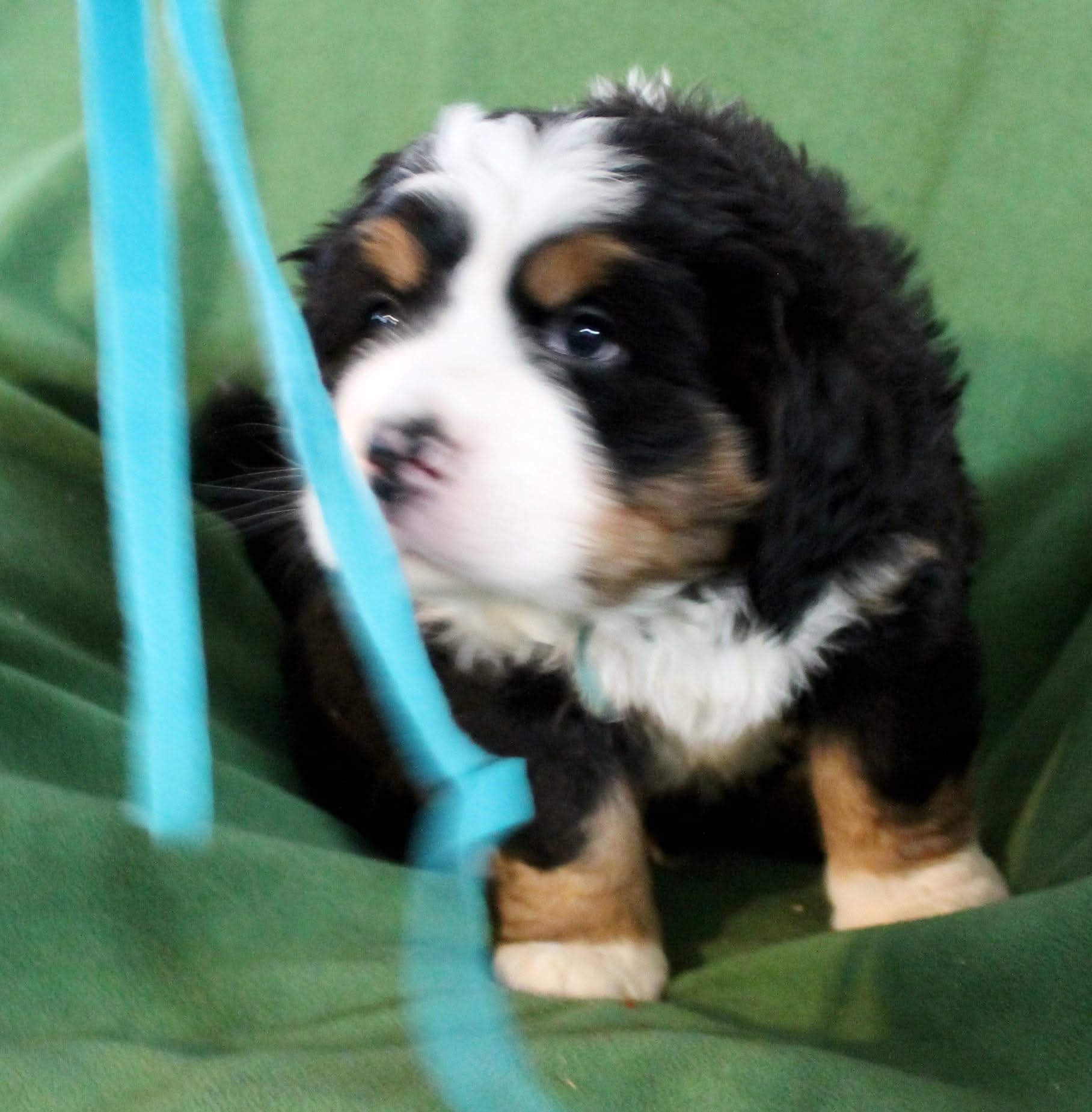 Maxi photo 4