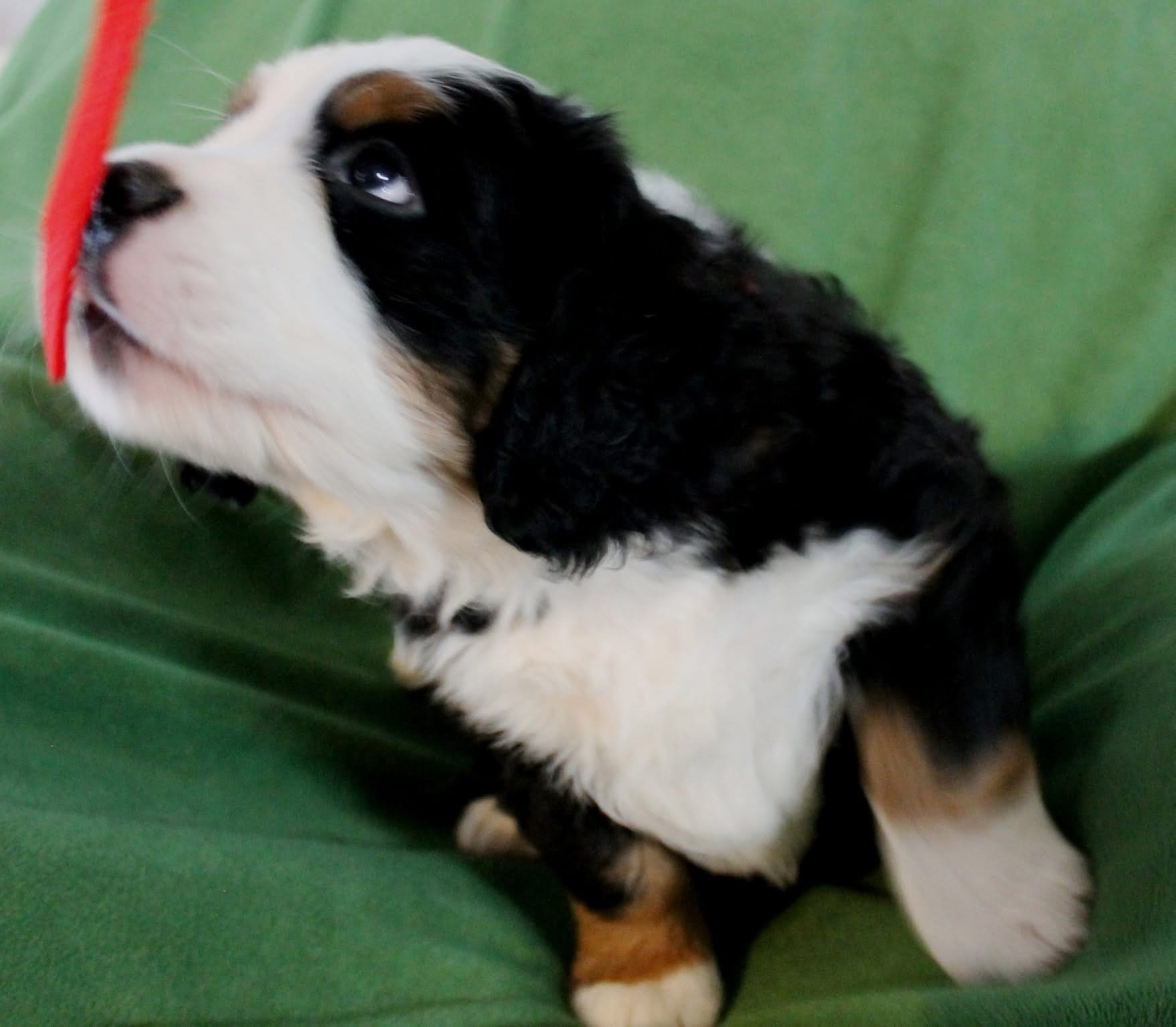Daisy photo 2
