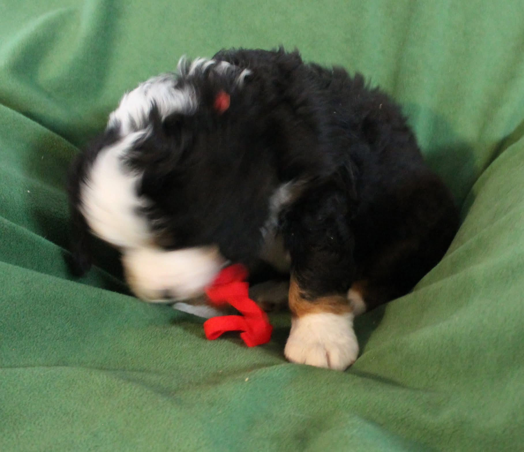 Daisy photo 3