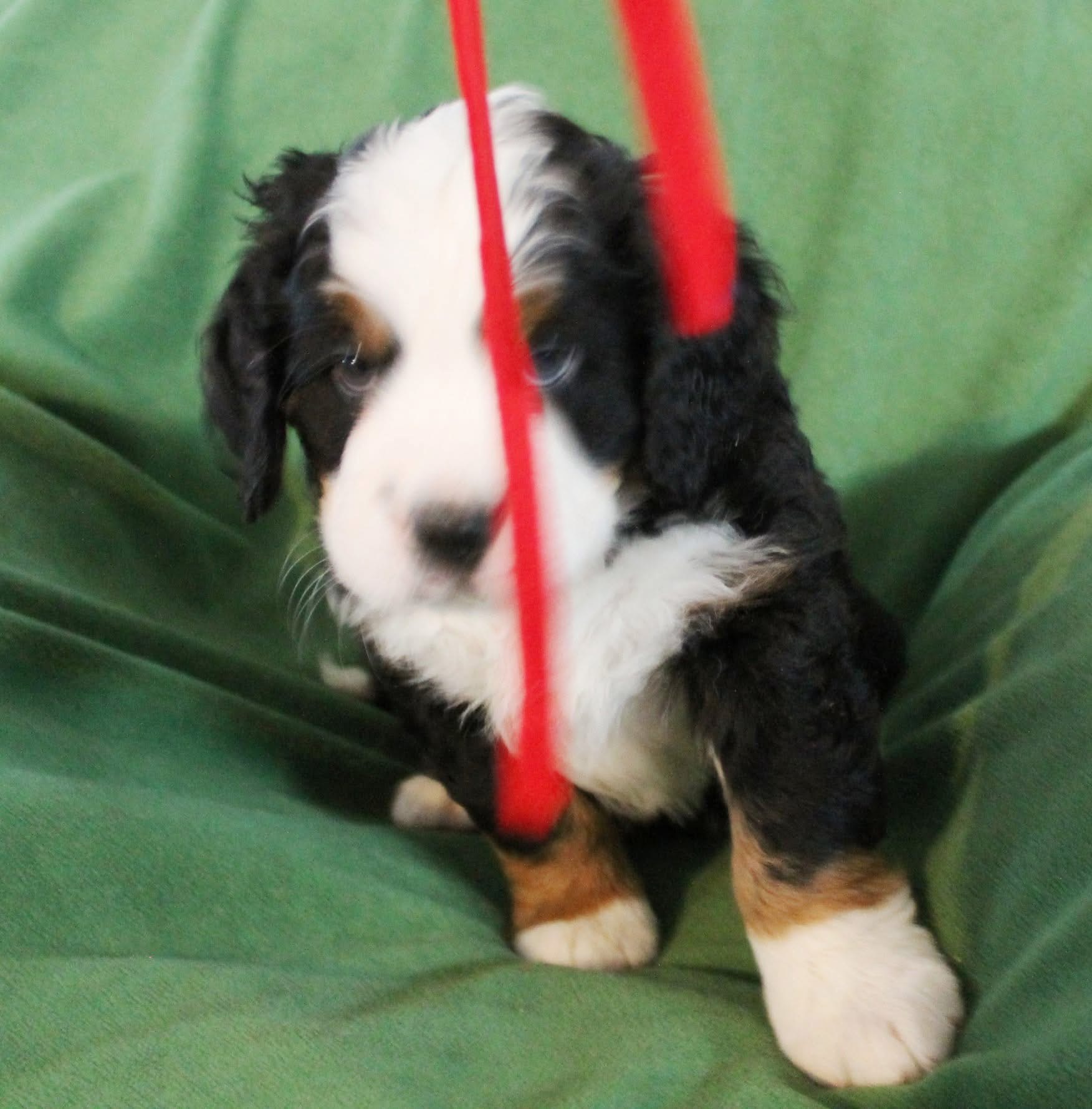 Daisy photo 4