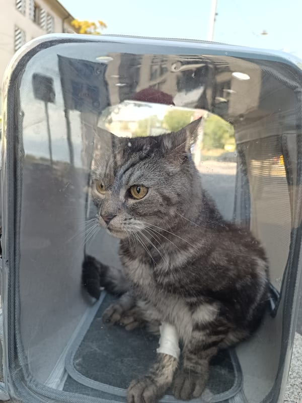 A photo of my cat Saphir.