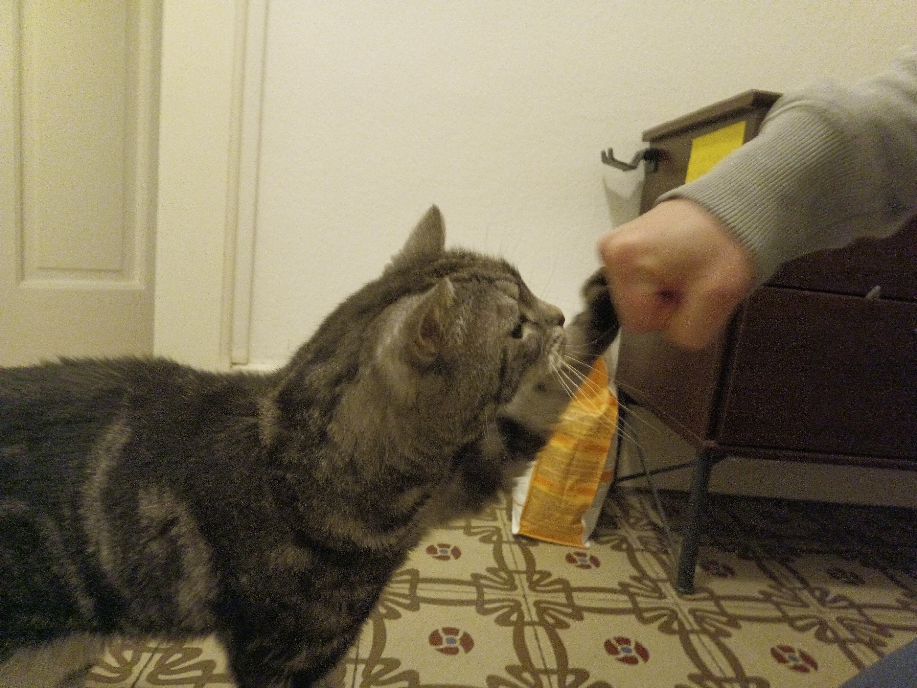 Saphir, the unofficial mascot of Copilot Studio Hub