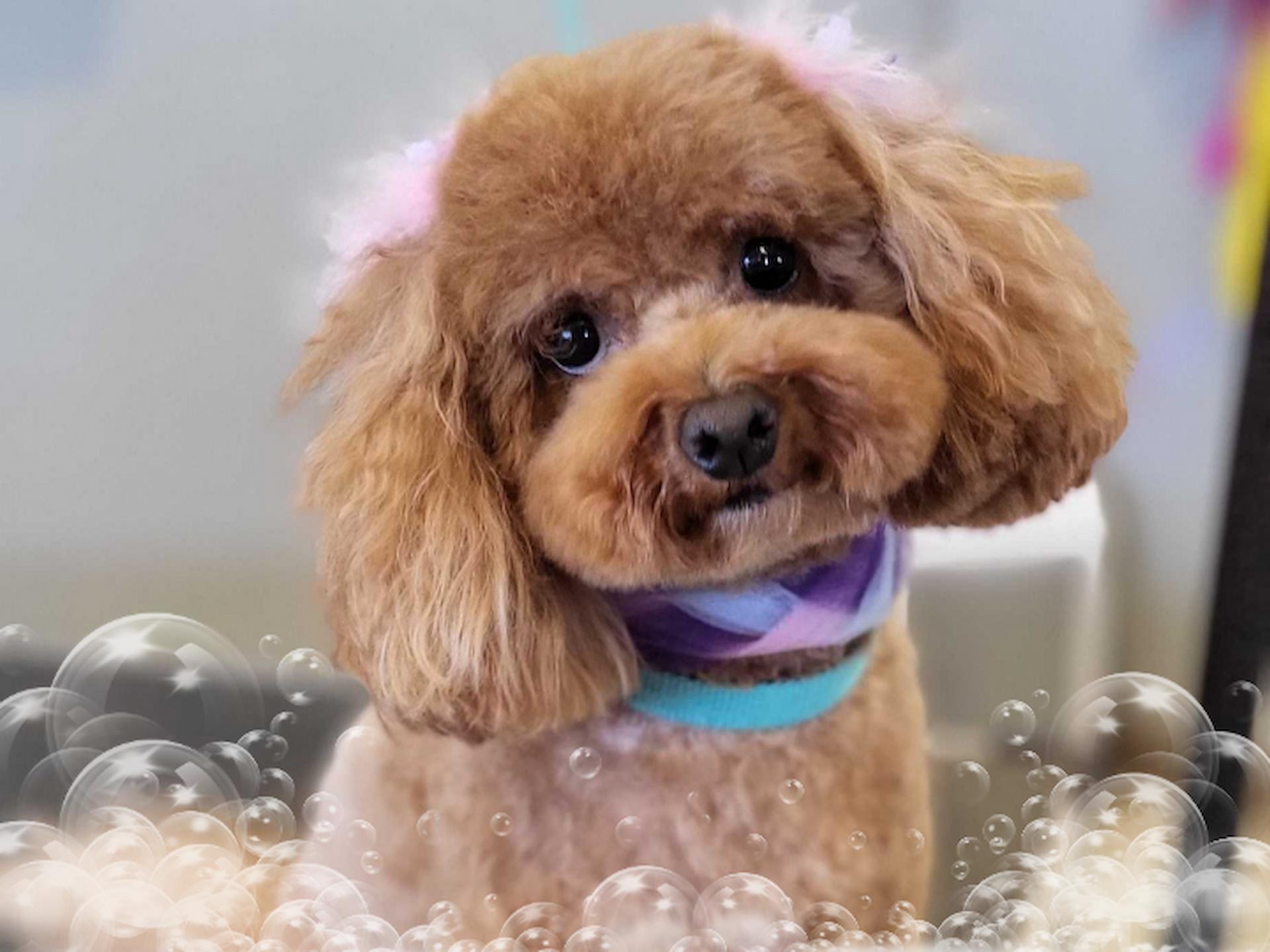 Grooming & Spa