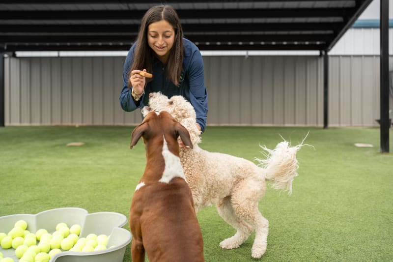 Happy dog at Amarillo Fetch daycare