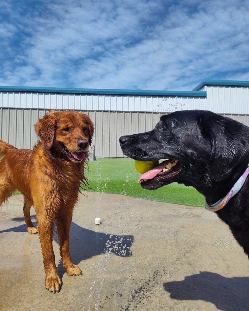 Amarillo Fetch Boarding Suite