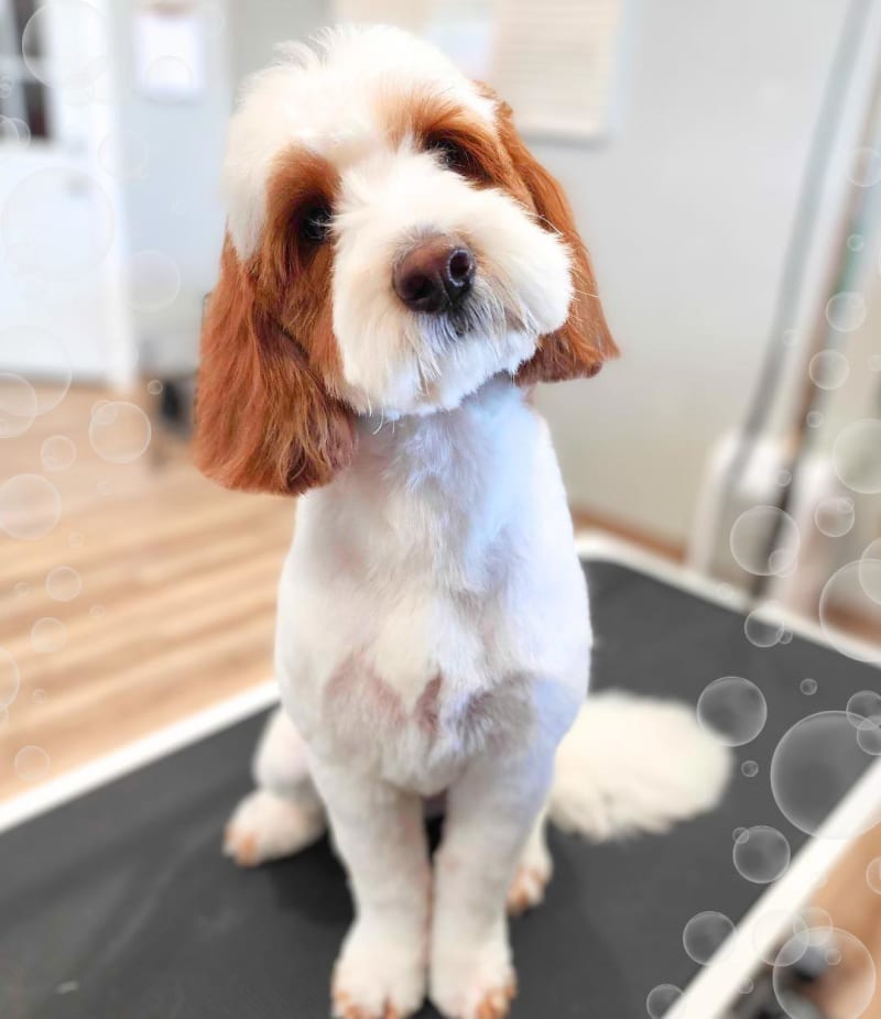 Grooming & Spa