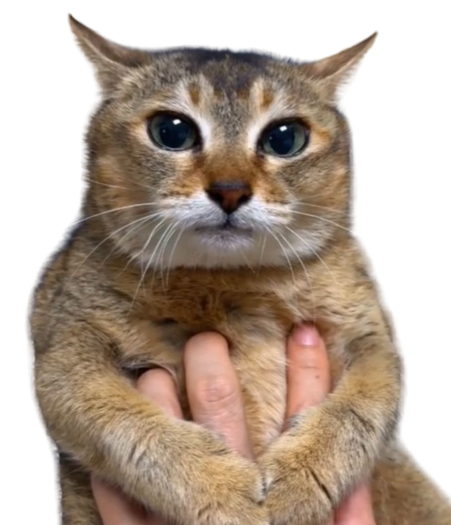 Tole Tole Cat T-Shirt