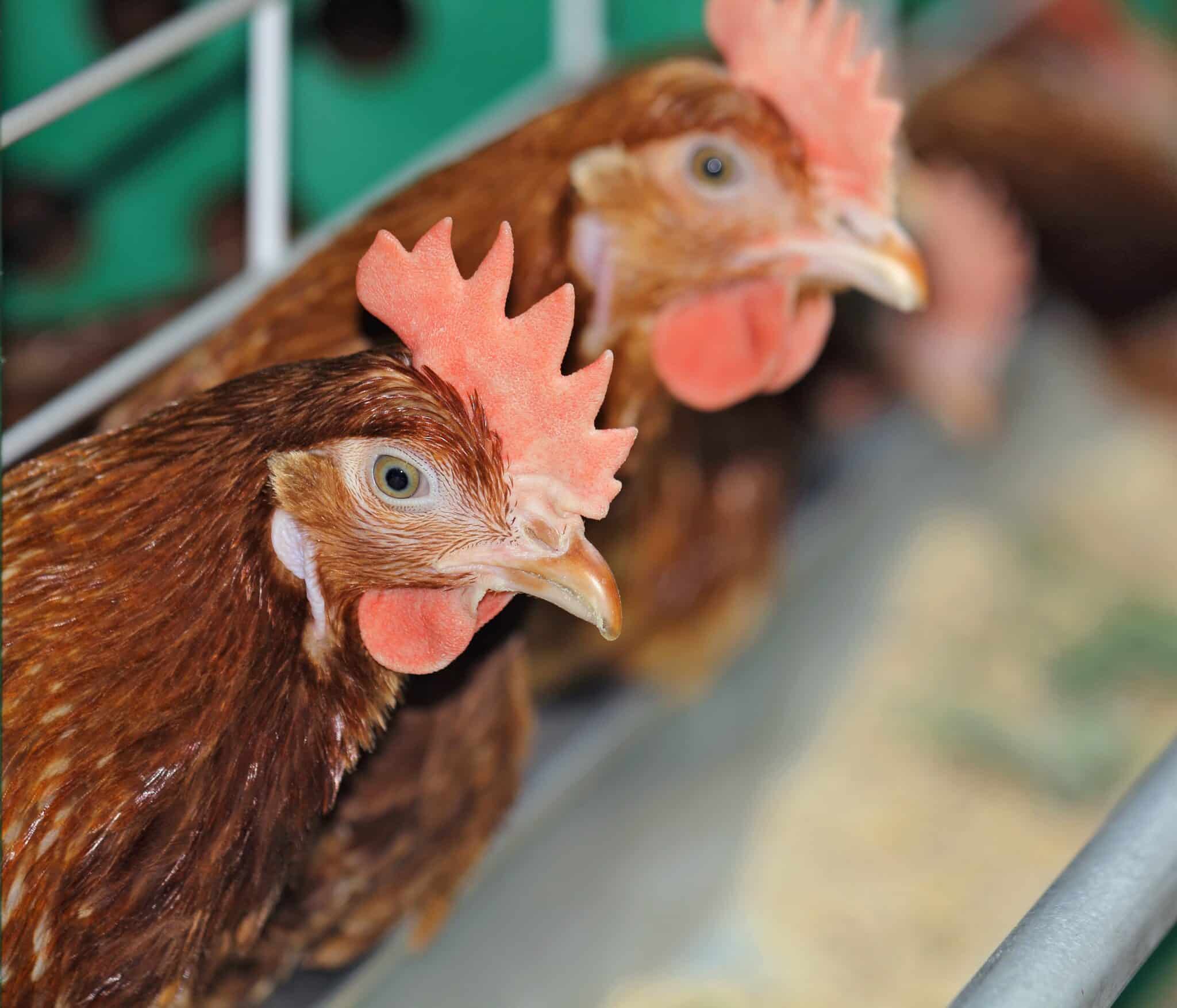MANAGING LAYER CHICKEN HEALTH CHALLENGES