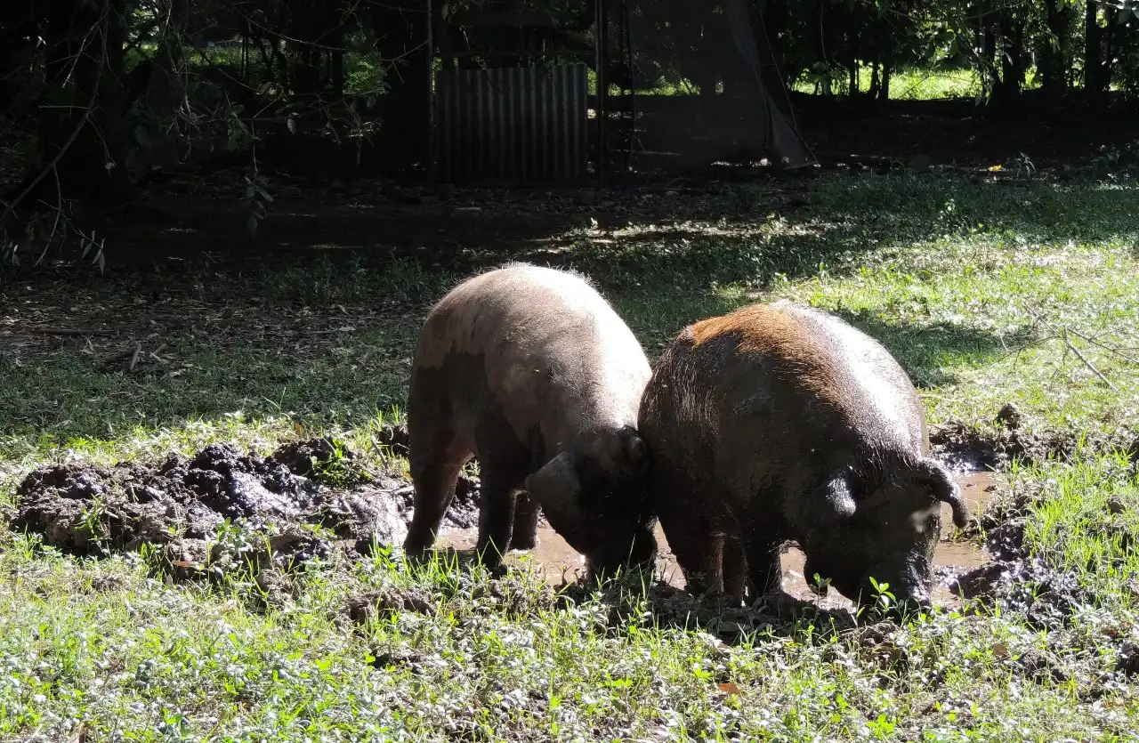 Primeros años del Santuario