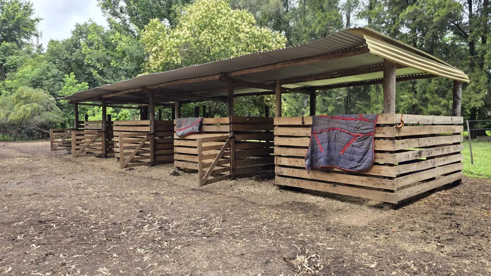 Crecimiento y profesionalización