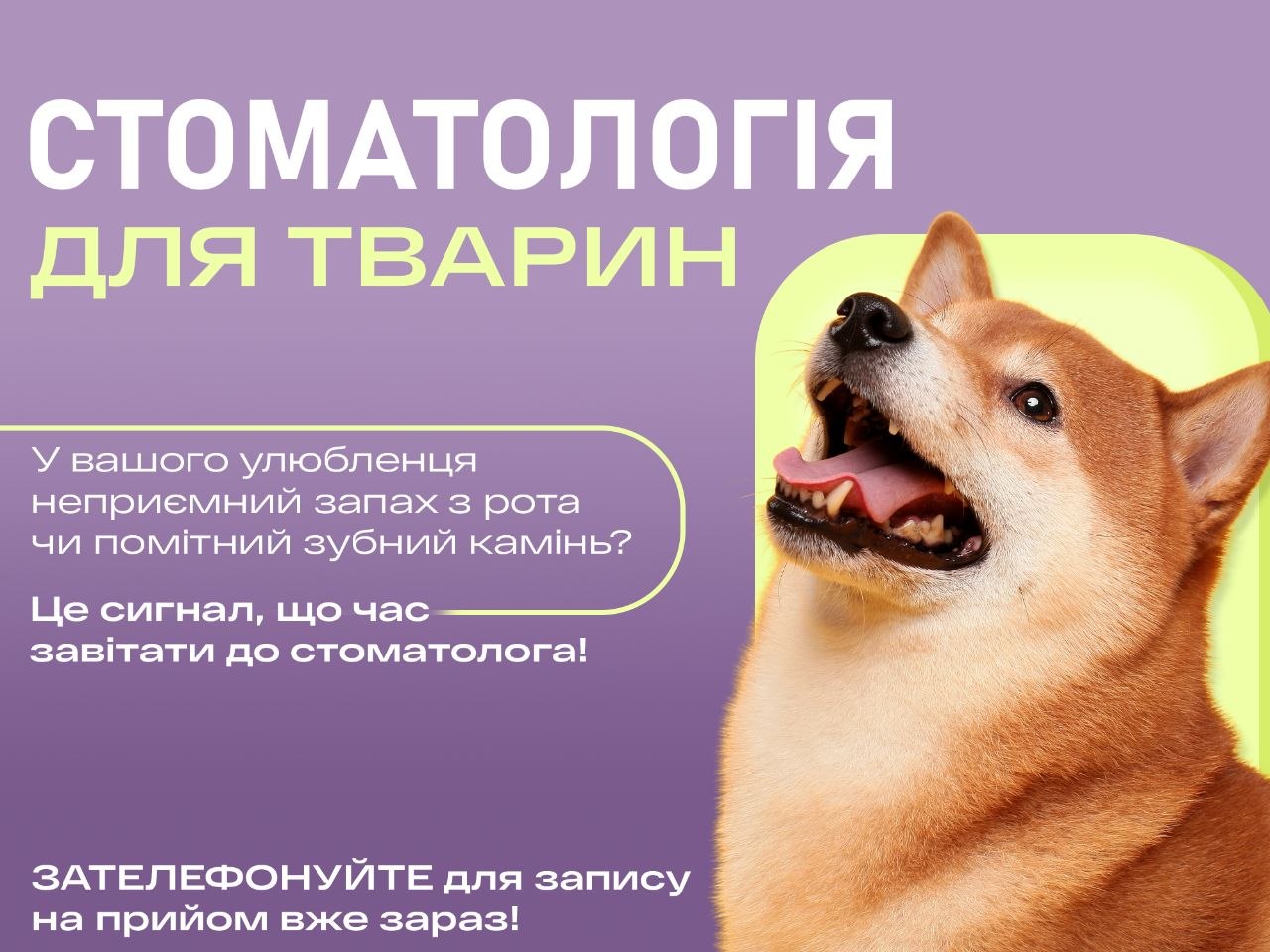 Стоматологія для тварин