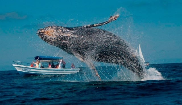 El Pacífico colombiano abre su temporada de ballenas