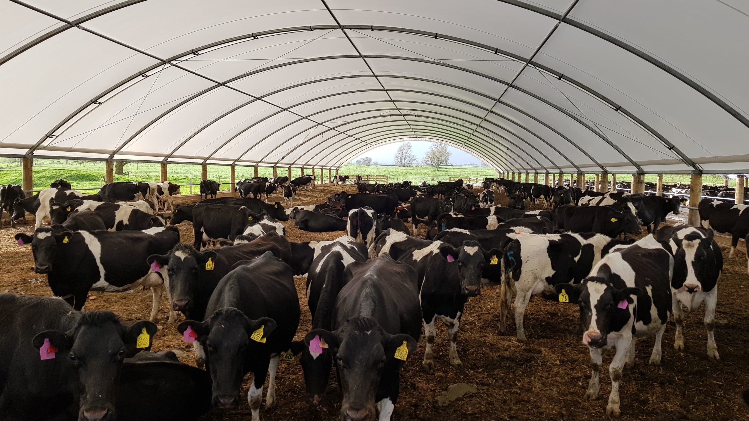 Proposed Code Of Welfare changes for dairy cattle Smart Shelters NZ