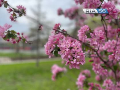 В Оренбуржье в ночь на 29 апреля температура воздуха опустится до +8 градусов