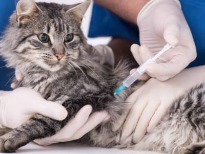 Прививка никому не навредит