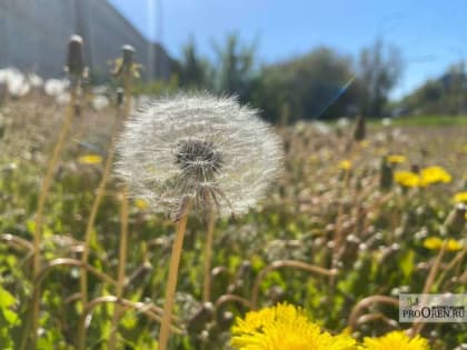 В Оренбуржье 21 мая температура воздуха поднимется до +25 градусов