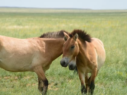 В Оренбурге обсуждают проблему сохранения лошади Пржвальского