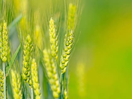 Россельхозбанк в 2022 году направил на поддержку малого и среднего бизнеса АПК  более 276 млрд руб