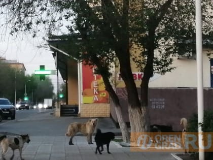 Липецкая компания будет отлавливать бродячих собак в Оренбурге