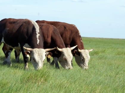 Национальный проект «Международная кооперация и экспорт»: Оренбуржье планирует экспортировать крупный рогатый скот в Узбекистан