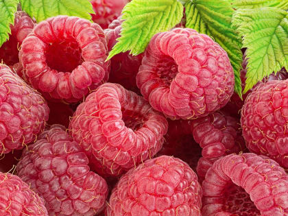 Польза малины: что нужно знать о ягоде