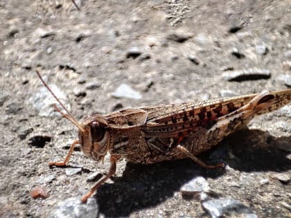 Погода на востоке Оренбуржья оказалась сверхблагоприятной для развития саранчи