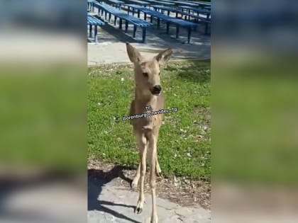 В Зауральной роще Оренбурга появилась маленькая косуля