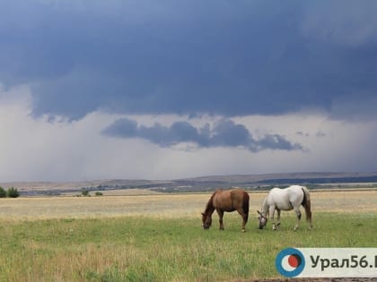 Наступившая короткая рабочая неделя в Оренбургской области будет дождливой, возможны заморозки