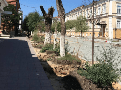 Подрядчик ремонта на улице Советской заменит несколько десятков погибших деревьев