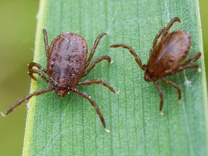 Увеличение случаев укусов клещей в Оренбурге