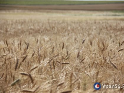 Правительство РФ выделило 10 млрд на поддержку производителей зерна. Оренбургская область получит 313 млн