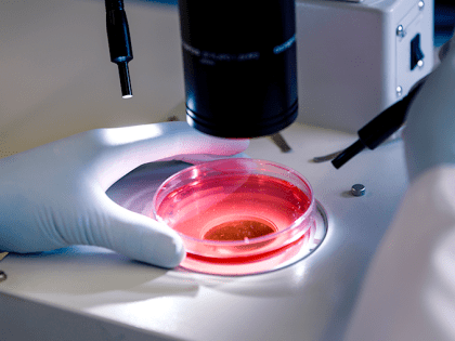 Специалисты Оренбургского филиала обнаружили Salmonella enfantis в патологическом материале птицы