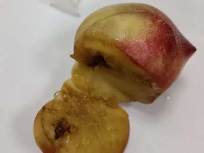 В Оренбуржье из Узбекистана с нектаринами могли завезти вредное насекомое