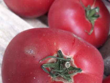 Сентябрь – время сбора позднего урожая томатов  и закладки семян на будущий сезон