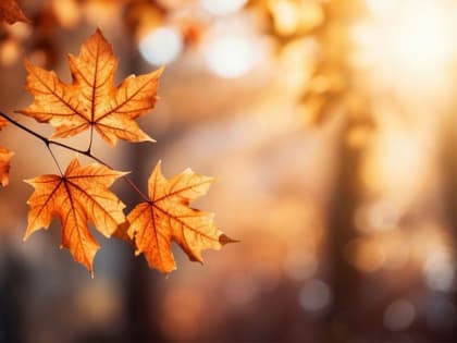 Куприянов день: традиции, приметы и запреты на 15 октября 2023 года